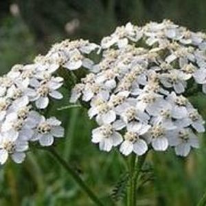 Achillea millefolium
