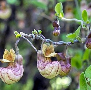 Aristolochia californica