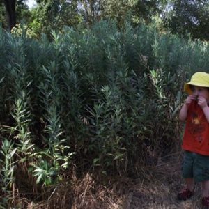 Artemisia douglasiana