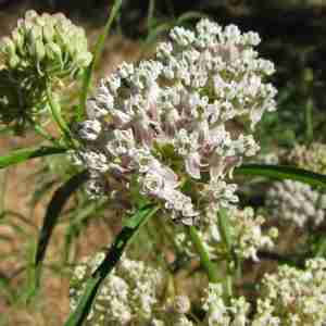Asclepias fascicularis