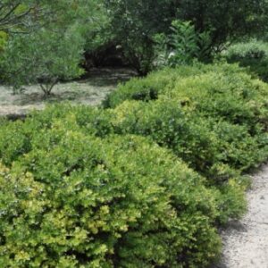 Arctostaphylos 'Emerald Carpet'