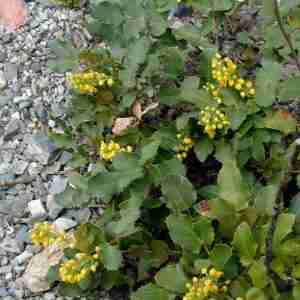 Berberis aquifolium var. repens