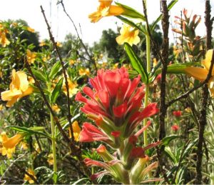 Castilleja foliolosa