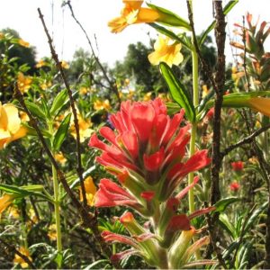 Castilleja foliolosa