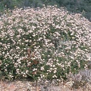 Eriogonum fasciculatum