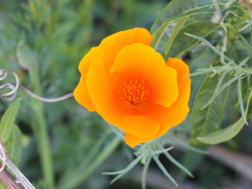 Eschscholzia californica