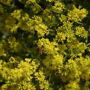 Eriogonum umbellatum