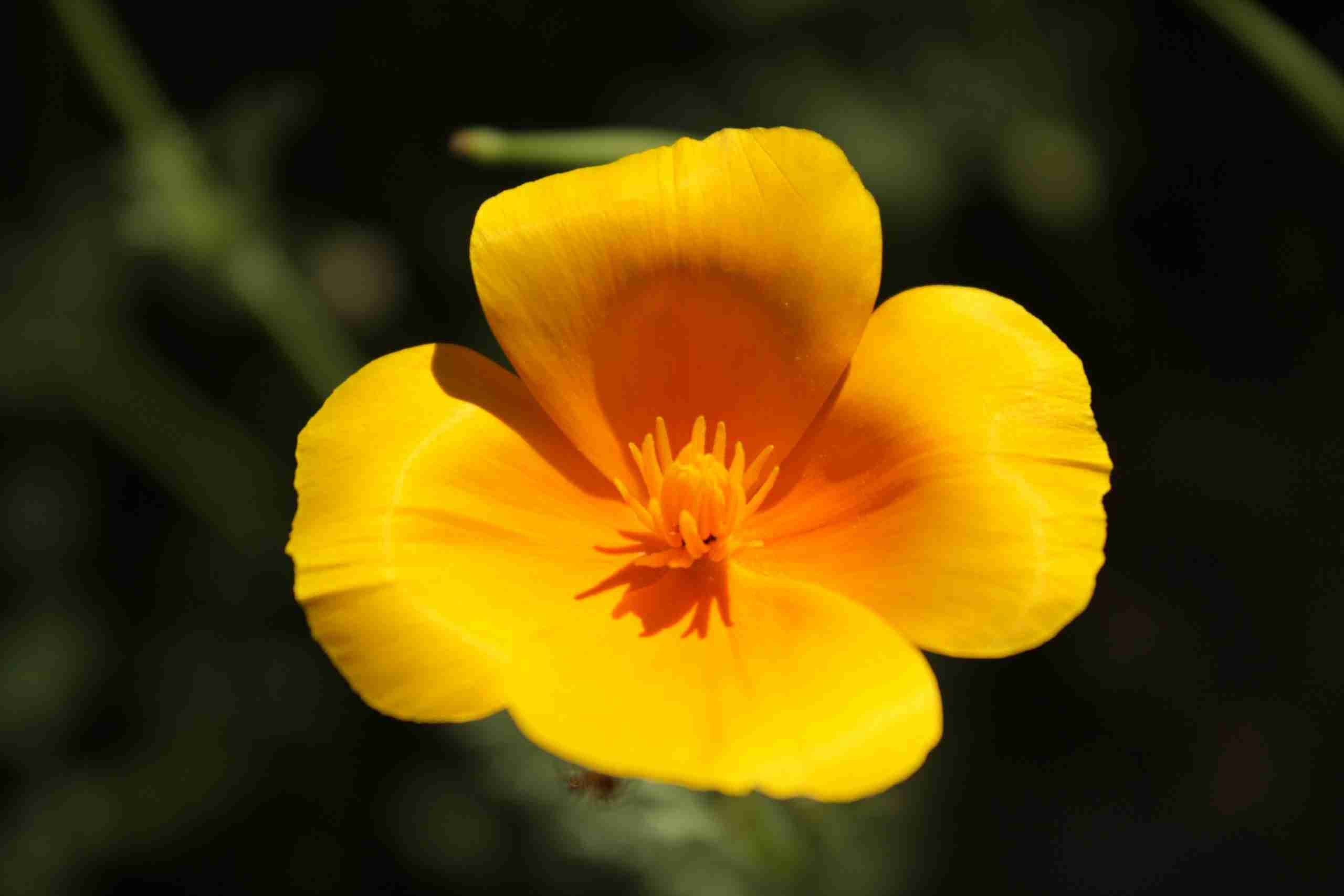Eschscholzia californica