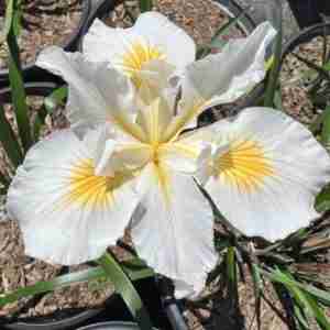 Iris 'Pacific Coast Hybrid'
