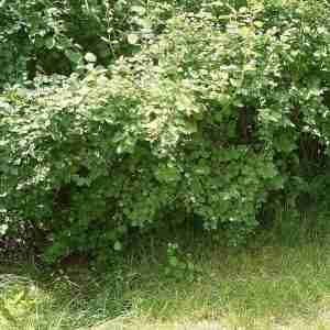 Symphoricarpos albus