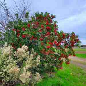 Heteromeles arbutifolia