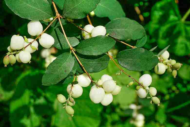 Symphoricarpos albus