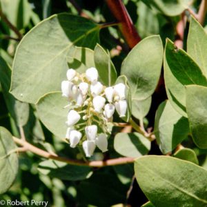 Arctostaphylos manzanita 'Dr. Hurd'