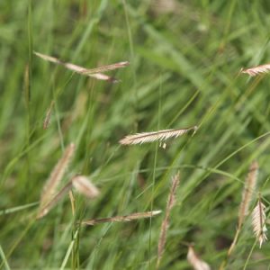 Bouteloua gracilis
