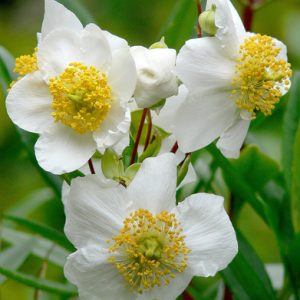 Carpenteria californica