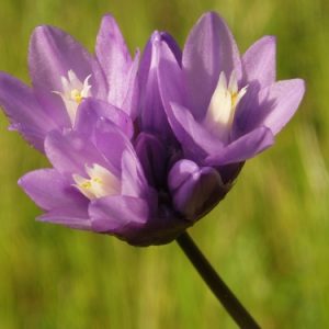 Dipterostemon capitatus