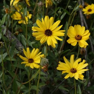 Encelia californica