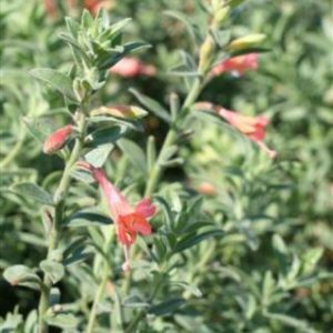 Epilobium canum 'Sierra Salmon'