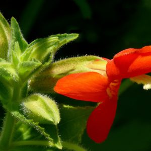 Erythranthe cardinalis