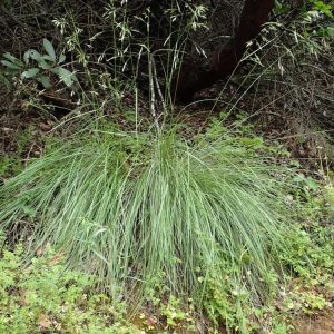 Festuca californica