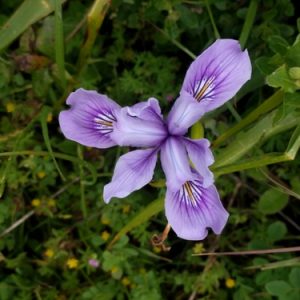 Iris douglasiana