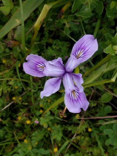 Iris douglasiana