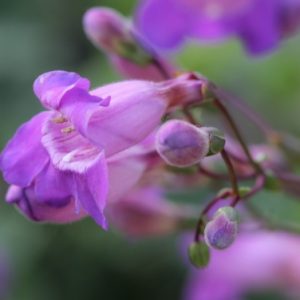Penstemon spectabilis