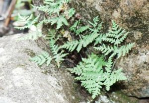 Goldenback Fern