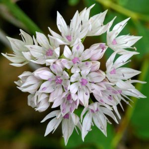 Allium amplectens