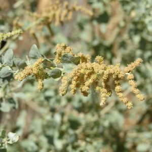 Atriplex lentiformis