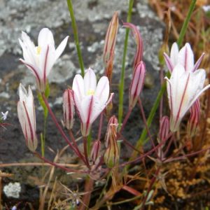 Brodiaea californica