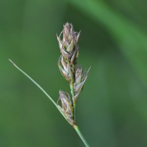 Carex tumulicola