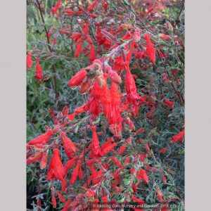 Epilobium canum 'Calistoga'