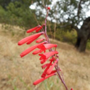 Penstemon centranthifolius