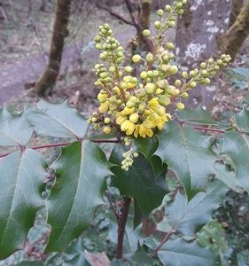 Berberis aquifolium var. aquifolium