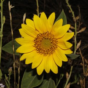 Helianthus annuus