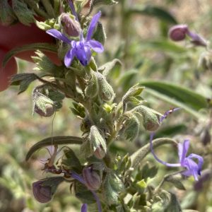 Trichostema lanceolatum