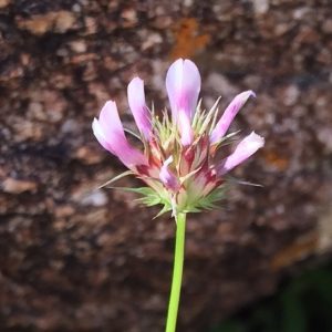 Trifolium willdenovii