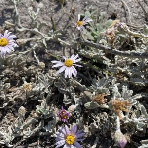 Corethrogyne filaginifolia 'Silver Carpet'