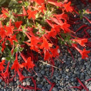 Epilobium canum 'Everett's Choice'