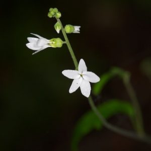 Lithophragma bolanderi