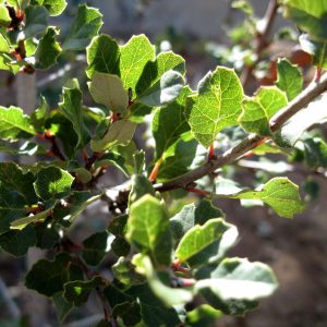 Quercus berberidifolia