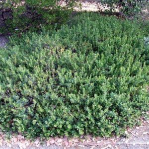 Arctostaphylos edmundsii 'Carmel Sur'