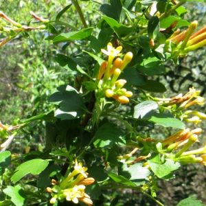Ribes aureum var. gracillimum