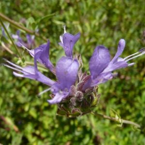 Salvia clevelandii 'Whirly Blue'