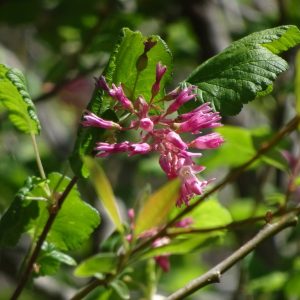 Ribes sanguineum var. glutinosum
