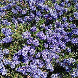 Ceanothus gloriosus 'Anchor Bay'