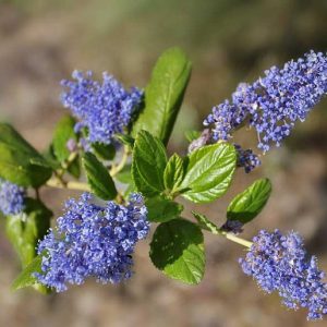 Ceanothus 'Ray Hartman'