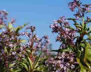 Eriodictyon californicum