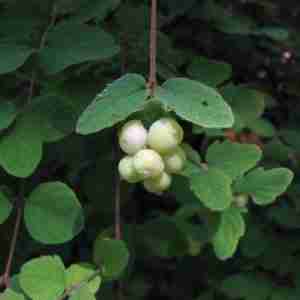 Symphoricarpos mollis